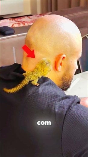 O Macaco MAIS Fofo Do Mundo ! 🐒🥹 #animais #fofo #curiosidades