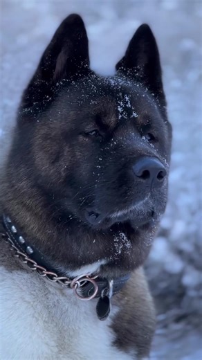 King Leonidas the Ice King: Akita Insights and Care