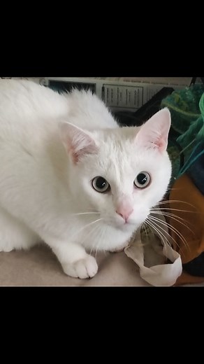 Il porte bien son nom !! Définition de #Vulcain : dieu romain du feu, des volcans, de la forge, et le patron des forgerons. 🤍 | Le cartel des saucisses