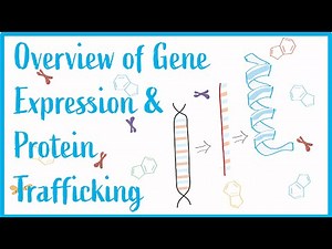 Overview of Gene Expression & Protein Trafficking: Beautiful USMLE Lectures