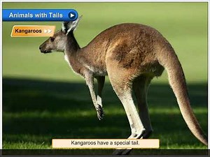 Animals with Tails | Environmental Studies Class 3