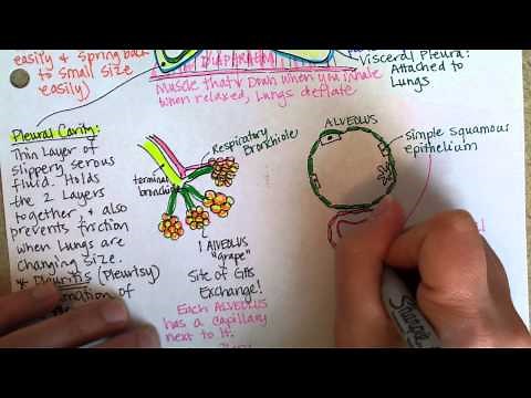 Lower Respiratory tract, Part 2