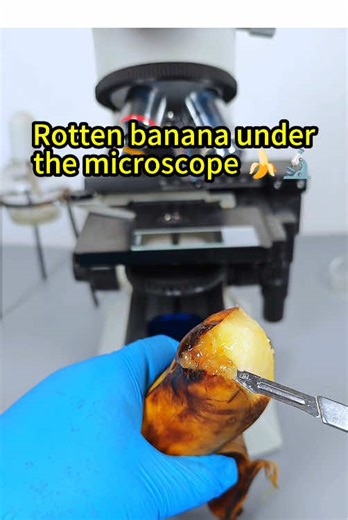 microscope101 on TikTok