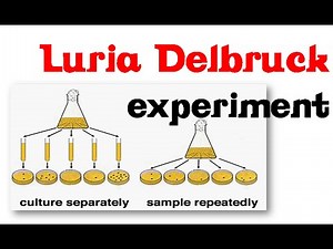 Luria delbruck experiment