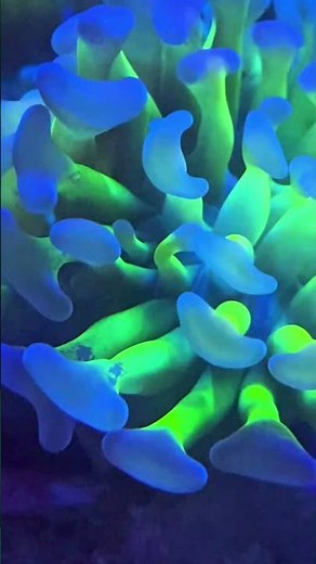 Aussie Hologram Hammer Coral – Stunning LPS Coral for Reef Tanks 🌊💎 #euphyllia #coral #aquarium