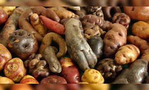 ¿Cuántos tipos de papa hay en el Perú y por qué es el ingrediente más importante en nuestra gastronomía?