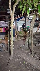 2.5M views · 24K reactions | Tree Prank #TimoteoTv #zanderpolsotinvlog #reel #highlights | Timoteo Tv | Facebook