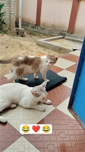 Byya karle jala ..❤😂#sumitrapaul #cat #ytshorts bangla song #funny #catshorts