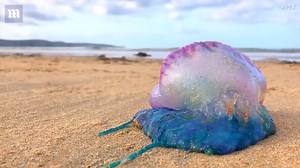 Fascinating time lapse captures Portuguese Man O'War moving