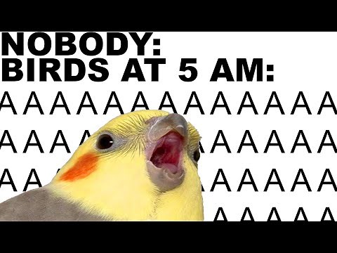 Bird Memes