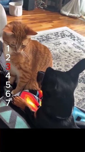 にゃんこはエイリアンの友達? 냥이 친구는 외계인? Is your cat friend an alien? #cat #やせる #funny #funny #wwe