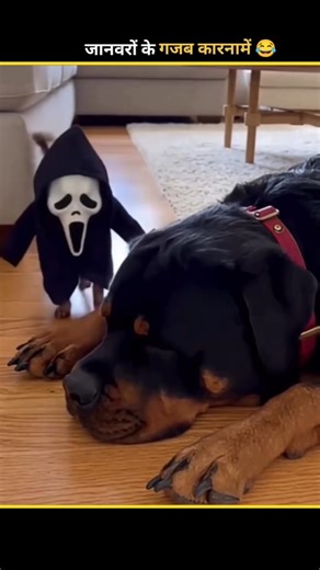 Animals Funny video 😂 || Wait For End #funny #animals #comedy