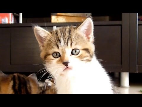 Cute Kitten Rocky has hiccups
