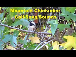 Mountain Chickadee Call ~ Song ~ Sound ~ Singing ~ Whistle ~ Backyard Nature Shared