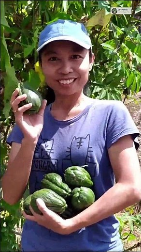 Chayote Harvest! Home Garden Bounty That’s So Easy to Grow