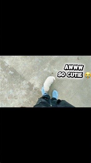 Cutest Doge Ever 😍 You’ll Smile Instantly