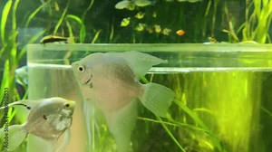 Fresh water Silver angel fish in a aquarium