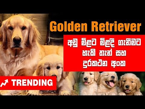 Dogs | Sri Lanka Most Popular Golden Retriever Puppy Selling Points and Contact Number | Dog show