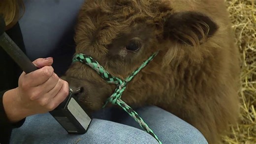 Cow cuddling in Columbia County