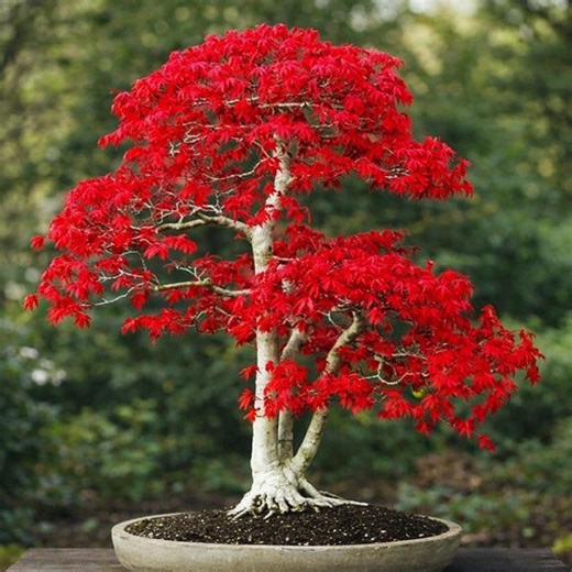 Japanese Red Maple Tree Seeds – Rare Bonsai Plant for Home Garden, NON-GMO (20 Seeds) - Etsy