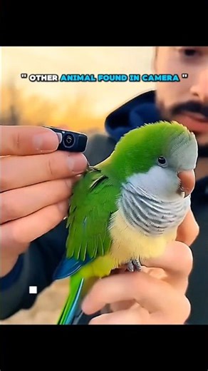 other animals found in camera v/s last one