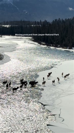 Come experience it in real life — add Jasper National Park to your 2026 bucket list! 🏔️✈️ | Pursuit Banff Jasper Collection