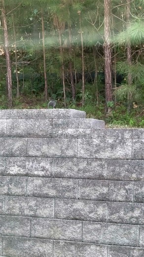 WATCH THIS! 🤯Crazy Skills from NINJA SQUIRREL! TRAINING FOR LIFE! #squirrel #nature #God #love