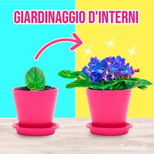 Ti mostreremo un modo facile per propagare rose e cactus! | Fabiosa Italia