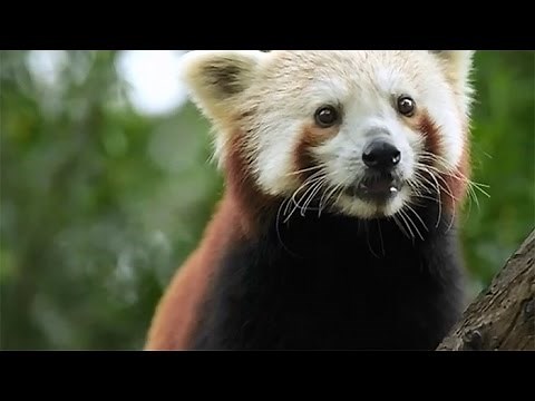 Big Ted's Big Adventure: Red Pandas