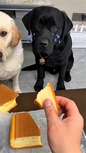 Man Was Unfair to the Black Dog 😔🐶🤝 True Friendship Story #shorts #dog