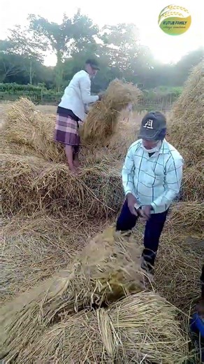 paddy rice thresher machine making. #ricethresher #paddythreshermachineworking