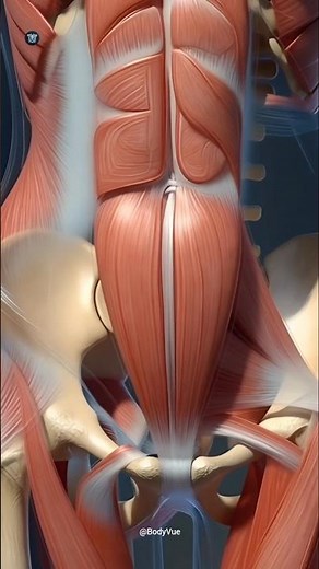 Female Pelvic Floor Muscles & Ligaments 3D Anatomy #pelvicfloor #pelvichealth #anatomy