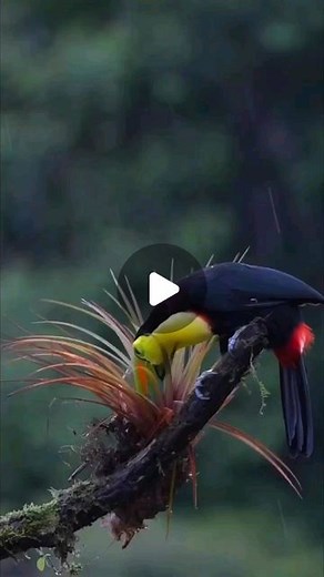 exclusive bird on Instagram: "Did you know toucans are endangered? The old growth forests they live in are being destroyed and they are also hunted for the pet trade. Remember wild animals are not pets, and it is so much more special to observe them in their natural habitats rather than keeping them in cages! 📍Costa Rica Video by @mauroalfaro_"