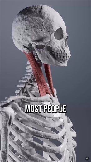 Conor Harris on Instagram: "This is the key to understanding forward head posture and corrective the potential dysfunctions that come with it 💪🏼 Early Bird Pricing for the 2026 Biomechanics Course has ends soon! Check the link in my bio to learn more about how you can get better, faster results fixing issues like this and improving movement limitations/pain 💪🏼"