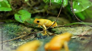 Yellow tiny frogs on the rocks under the leaf. These frogs are small of a kind and has shiny scales