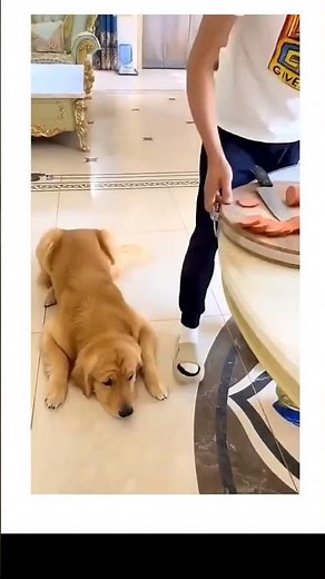 Smart Dog ?! 😳😅😅 #dogshorts #funny #smartdog #goldenretreiver #memes