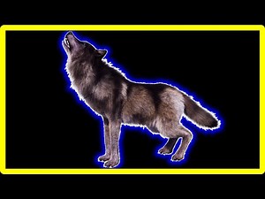 15 Wolf "Howling" Sound Variations