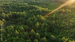 Forest on sunset. Bird's eye view of wildlife. Drone shot flying over spruce treetops in wild. Nature landscape footage. Fir-tree and Spruse trees in forest on sunset. Over Wilderness wildlife.