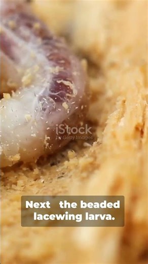 Animals That Explode? Animals With Unreal Defense Moves #nature #wildlifefacts #animals #wildlife