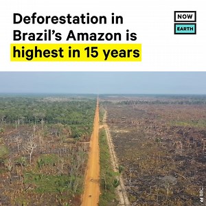 43K views · 124 reactions | Deforestation in the Amazon rainforest in...