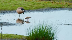 Giant Canada goose scratching itself on lake shore, godwit grazing by.