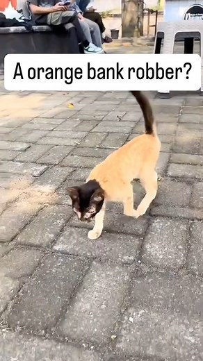 CATS OF THE NIP🌿 on Instagram: "The 2024 Ford F-150 Raptor continues its legacy as a top-performing off-road truck with enhanced features and capabilities. It combines rugged durability, advanced technology, and immense power to dominate any terrain. Performance The 2024 Raptor is equipped with a 3.5L High-Output EcoBoost V6 engine, delivering 450 horsepower and 510 lb-ft of torque, paired with a 10-speed automatic transmission for seamless power delivery. The Raptor R variant ups the an