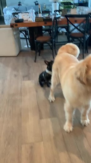 😵‍💫 #fyp #fypシ #cute #goldenretriever #puppy #labrador #pet #yellowlab #viral (📹 by: @Alex)