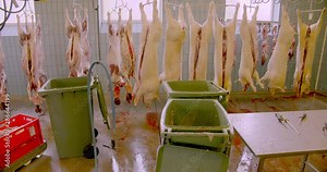The daily routines in the slaughterhouse. Dead animals that are turned into food.
