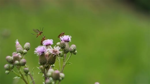 Beak Fly, Insect, Blossom. Free Stock Video