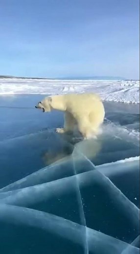 Polar Bear Attack Ends in a Shocking Escape After Giant Sea Creature Breaks the Ice ❄️🐻‍❄️