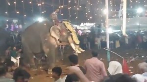 At least 17 people injured after elephant charges into crowd during festival in India