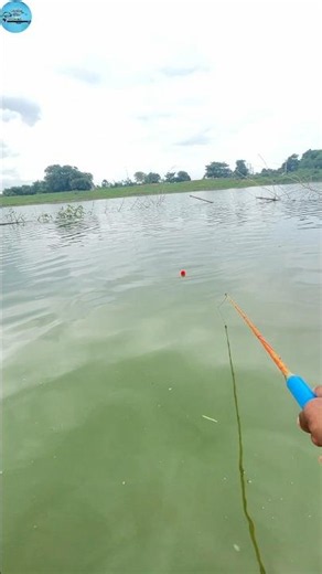 Unbelievable technique hook fishing ✅🎣 #fishing #shorts #hookfishing #fish #viralshort