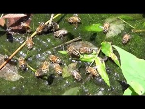How are your bees doing in this drought and this dearth?