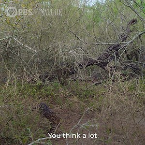 82K views · 3.1K reactions | What do human babies and ocelot kittens...